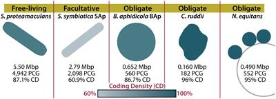 Inside Out: Archaeal Ectosymbionts Suggest a Second Model of Reduced-Genome Evolution